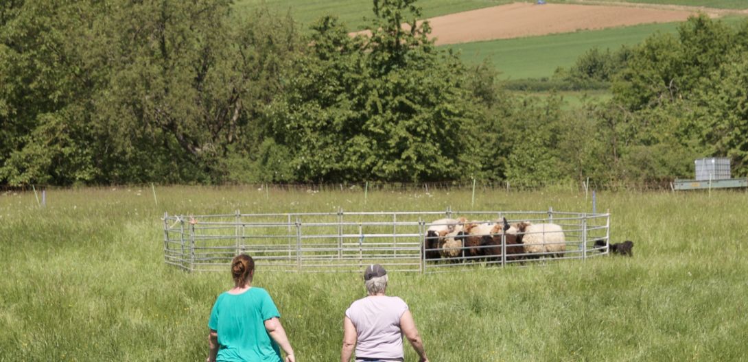dann zu den Schafen